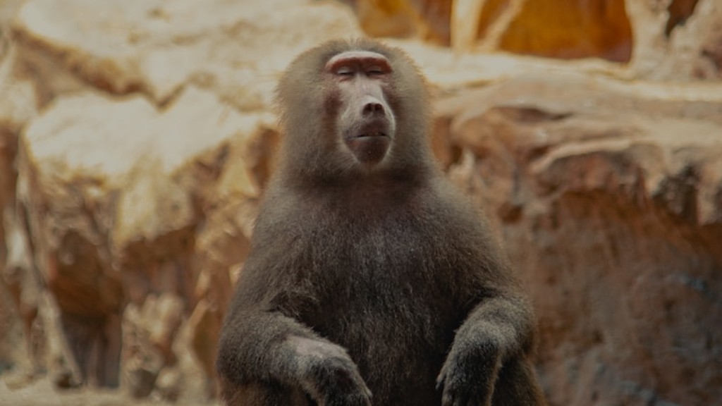 ¿Es Gelada un babuino?