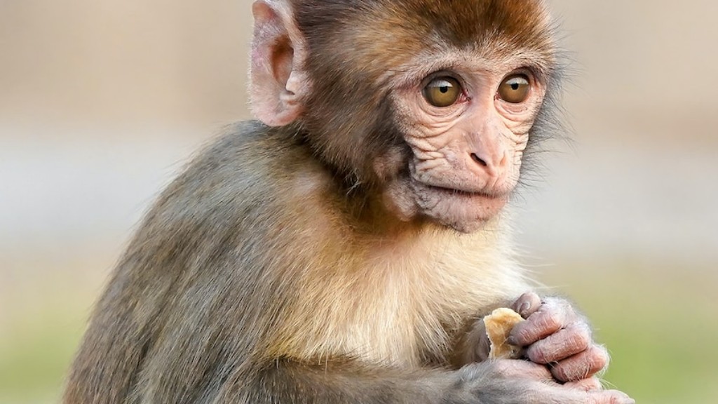 ¿Qué determina el estatus de las poblaciones de babuinos?