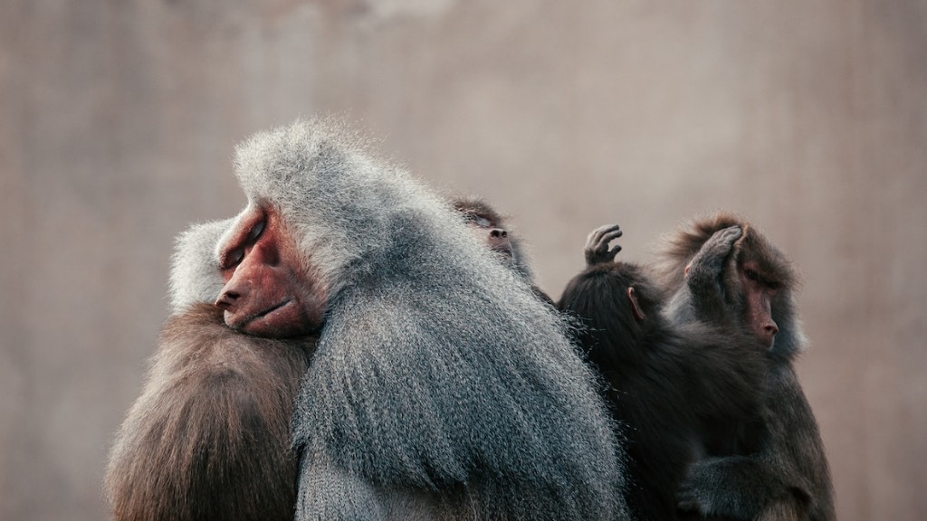 ¿Se pueden domesticar los babuinos?