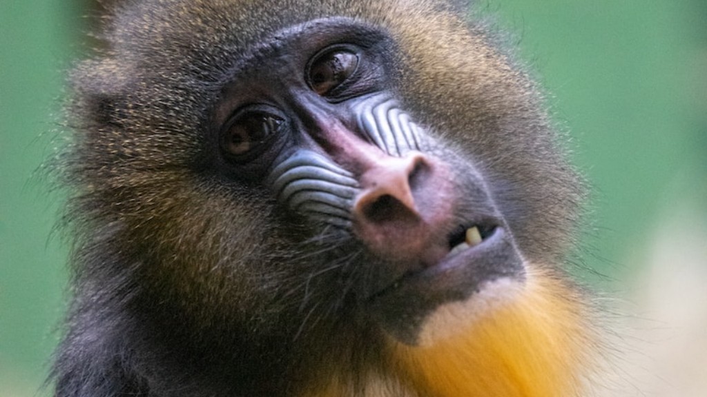 ¿Qué hace que un mono araña sea único respecto a otros monos?