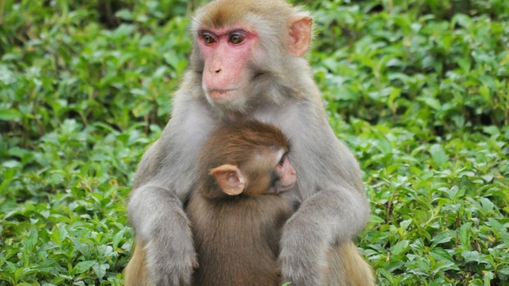 ¿Cuándo fue la última vez que el orangután compartió un ancestro común con los humanos?