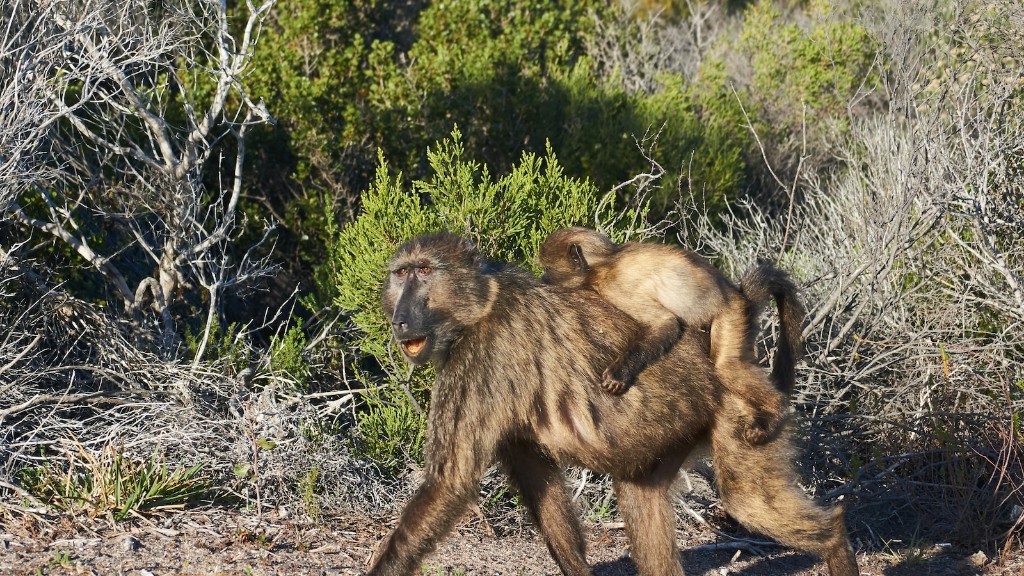 ¿Son inteligentes los babuinos?