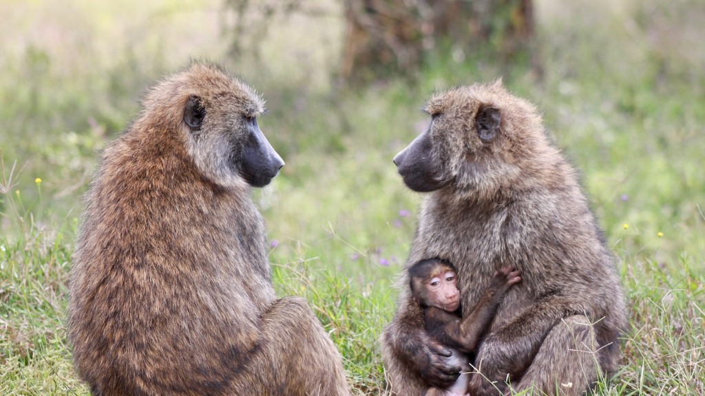 ¿Cuál es el género del babuino Hamadryas?