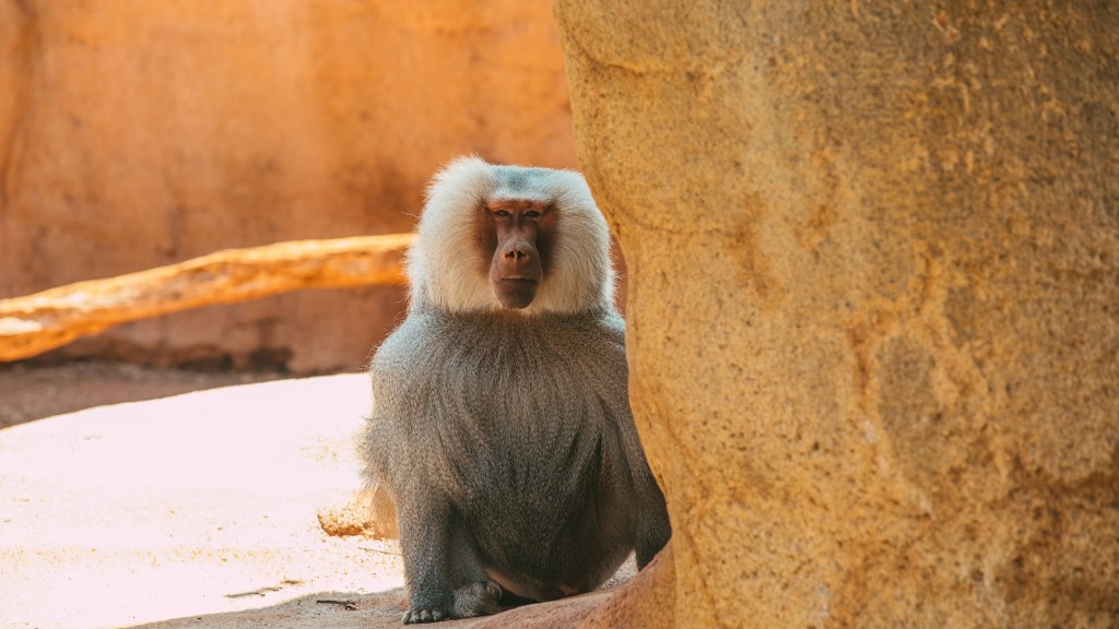 ¿Es Rafiki un babuino o un mandril?
