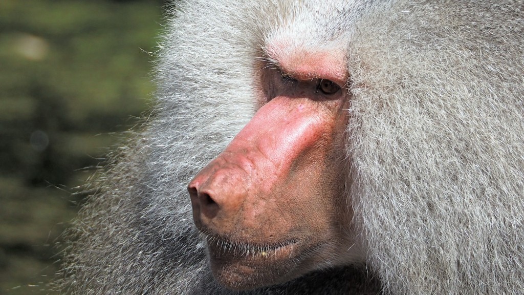 ¿Cómo se parece un primate a un orangután?