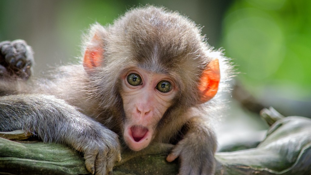 ¿Es Rafiki un babuino o un mandril?
