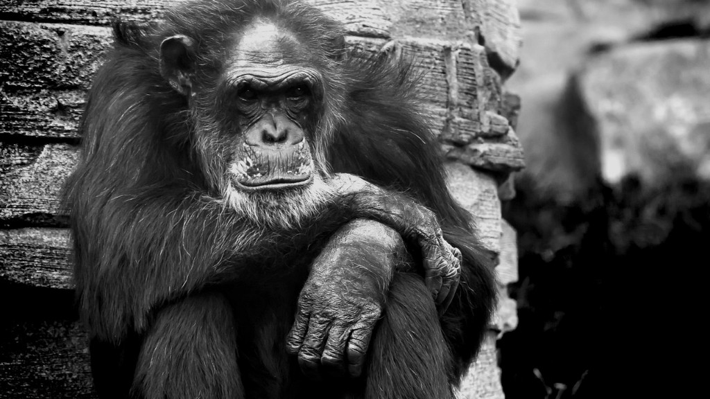 ¿Cómo come un chimpancé un plátano?