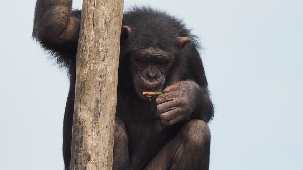 Cómo hacer un chimpancé con arcilla