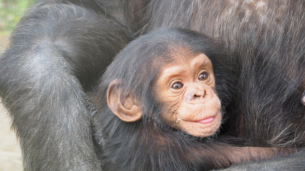 ¿Podría un humano vencer a un chimpancé en una pelea?