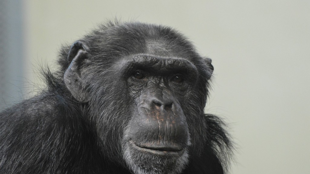 ¿Los humanos tienen ADN de chimpancé?