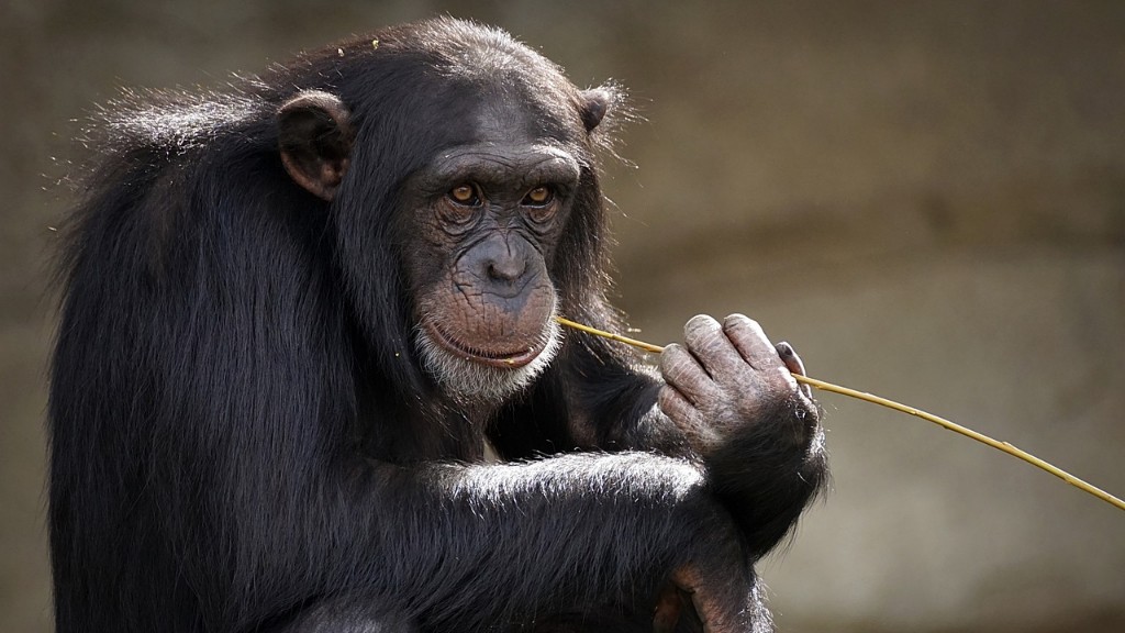 ¿La vacuna Covid contiene adenovirus de chimpancé?