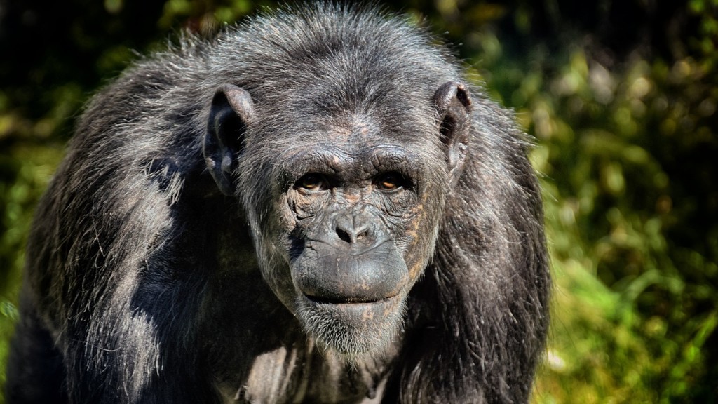 ¿Es un chimpancé un vertebrado?