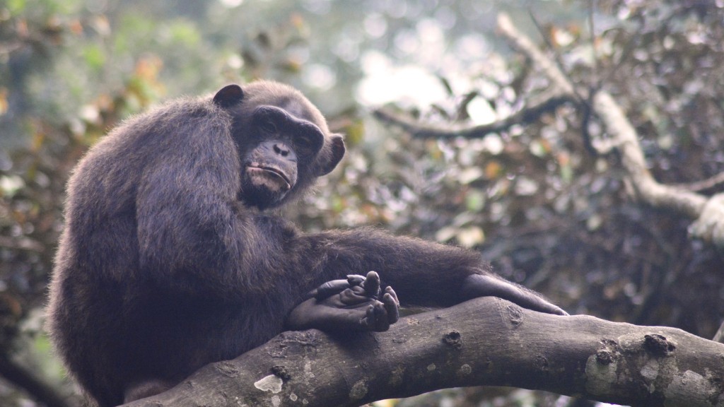 ¿Es un chimpancé un vertebrado?