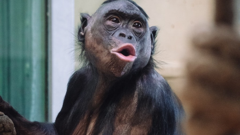 ¿Es el curioso George un chimpancé?