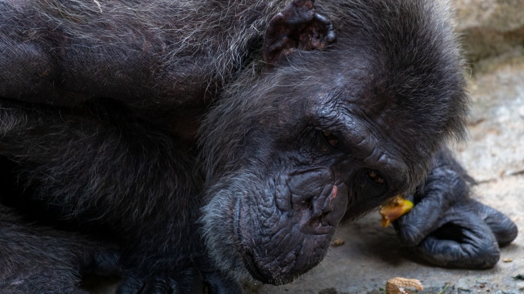 ¿Son agresivos los chimpancés?