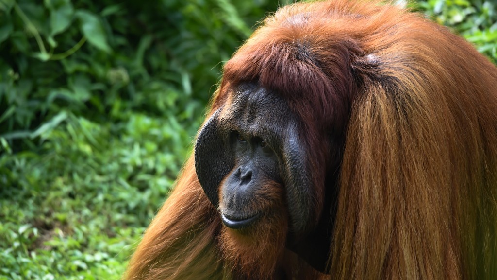 ¿Cuánto coeficiente intelectual tiene un orangután?