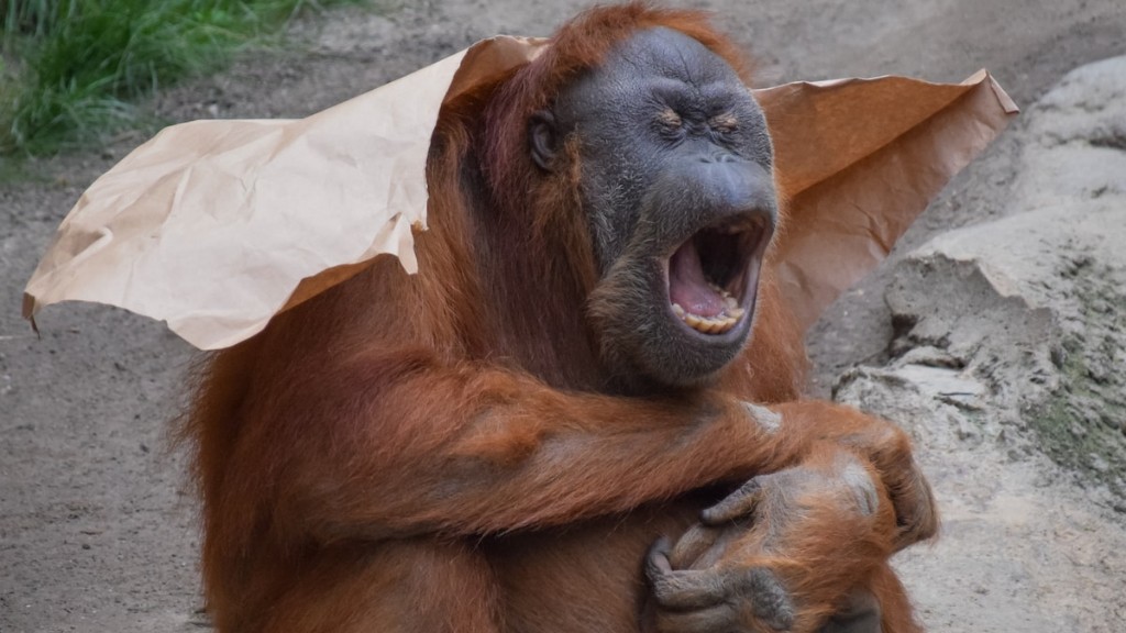 ¿Dónde está el santuario de orangutanes de Borneo Occidental?