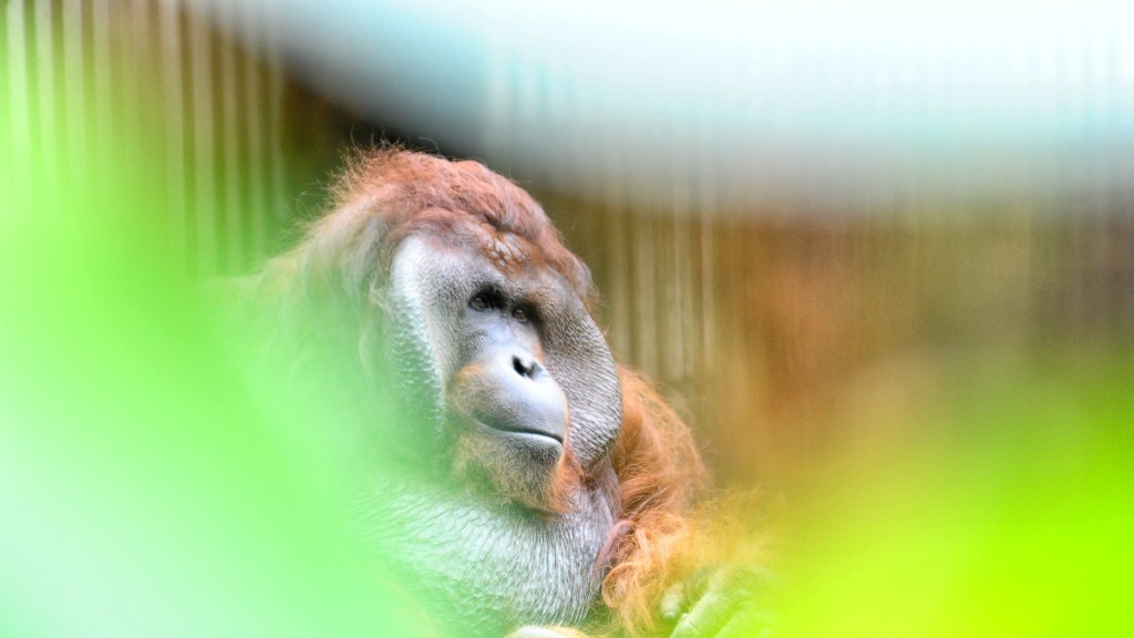 Cómo cuidar a un orangután como mascota