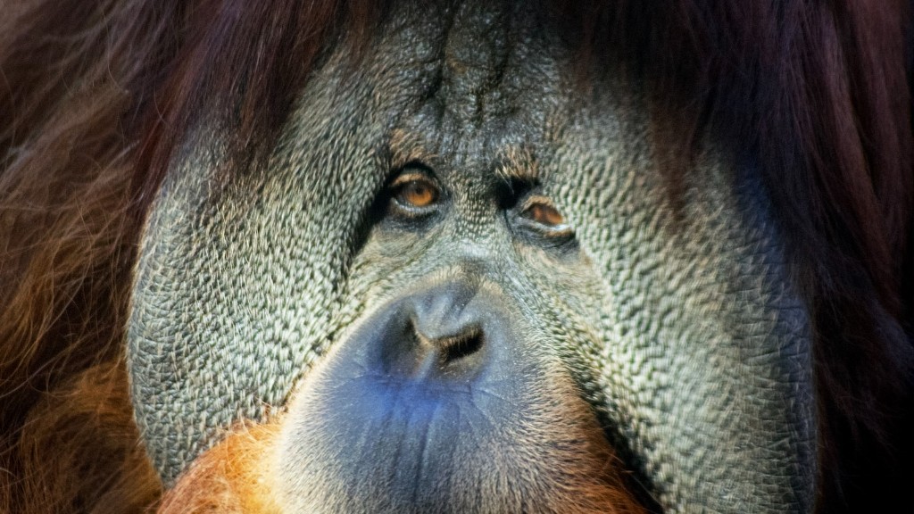 ¿Qué hábitat es el orangután de Borneo?
