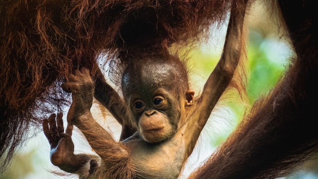 ¿Cómo se parece un primate a un orangután?