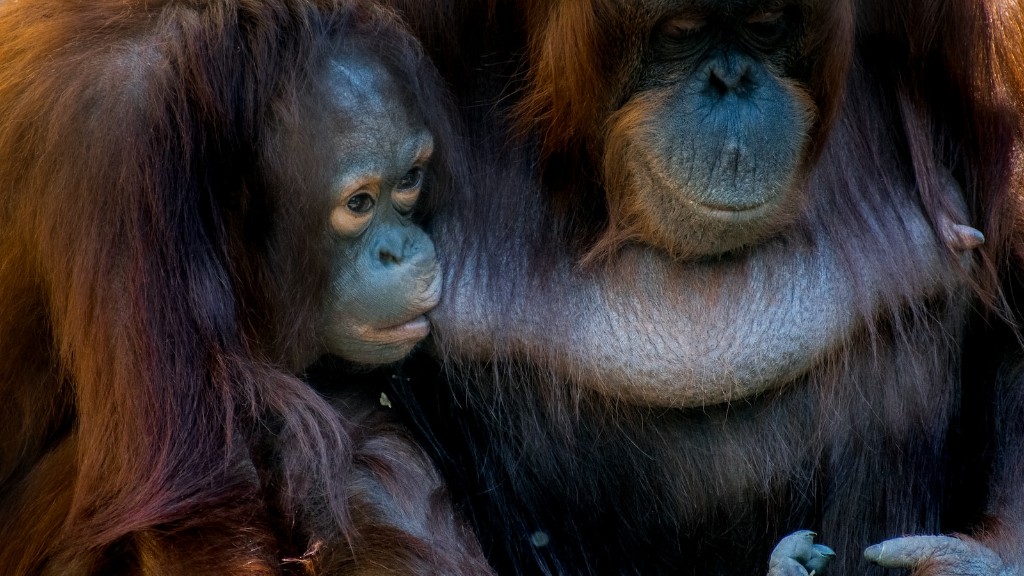 ¿Animal Planet dice coño orangután?