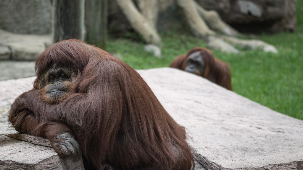 ¿En qué familia pertenece el orangután?