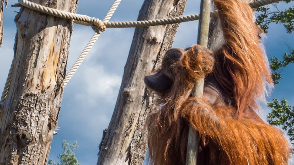 ¿Se le permite a un orangután vivir conmigo en casa?