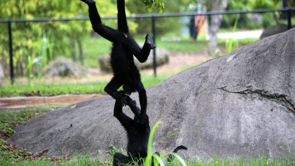Por qué el babuino tiene el trasero desnudo