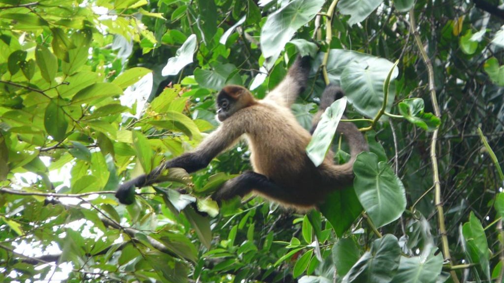 Cómo cuidar a un orangután como mascota