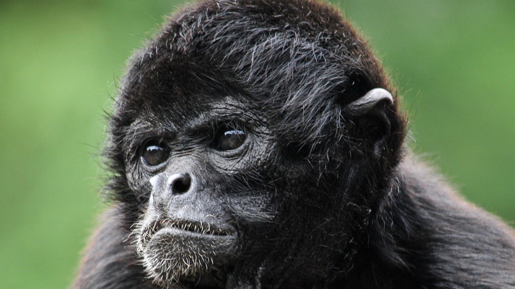 ¿Cómo come un mono araña negro de manos negras?