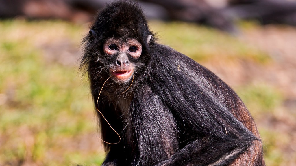 ¿Cuánto cuesta un mono babuino?
